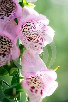 This plant is also known as foxglove,