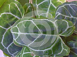 the plant of Anthurium Crystallinum