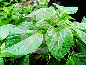 plant anting anting leaves green background nature