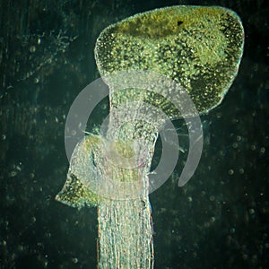 Plant arabidopsis thaliana root