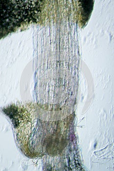 Plant arabidopsis thaliana root photo