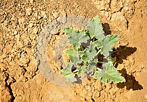 Plant on arid soils under the scorching sun. World drought