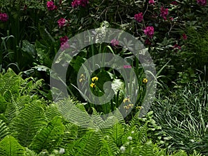 Plant arrangement in spring. Ferns   Polypodiopsida, in the foreground, yellow irises in the middle of the picture, purple