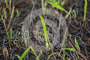 Plant ash and first green sprouts on the field after the fire burned