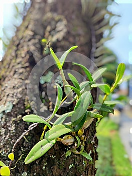 A plant that attaches itself to a large tree and grows with new life. photo