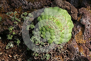 Plant aÃÂµÃÂ¾nium tabulaeforme