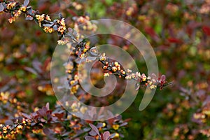 plant background blooming twig Barberry Bagatelle