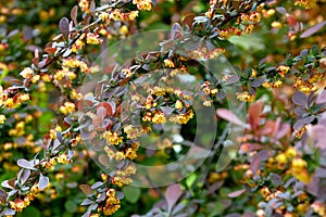 plant background blooming twig Barberry Bagatelle