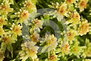 Plant background of Sphagnum moss