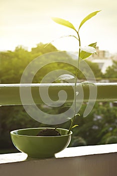 Plant on balcony in sunshine