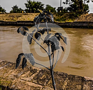 Plant on the bank of a river photo