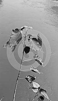 Plant at the banks of a river photo