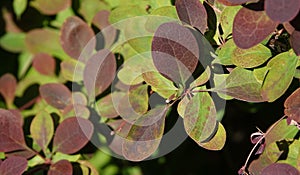 Plant Barberry Thunberg branches with burgundy leaves