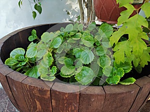 plant in a barrel photo