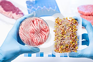 Plant based meat substitutes research. Cultured artificial lab meat in scientist hand