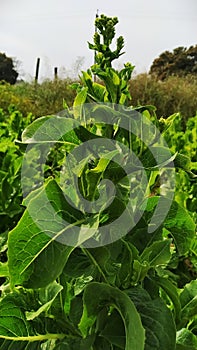 Plant of Basmati saag ( eating leaf)