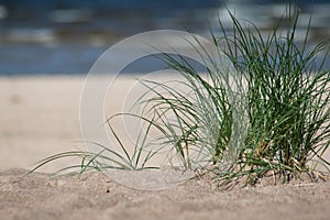 Plant on beach sand with sea in background