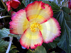 plant beautiful flower with yellow-pink petals