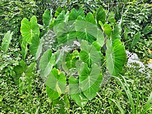 Plant beauty of kerala, yam leef photo