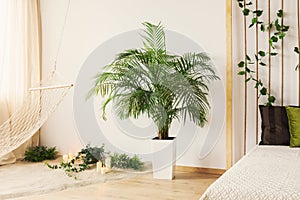 Plant in bedroom