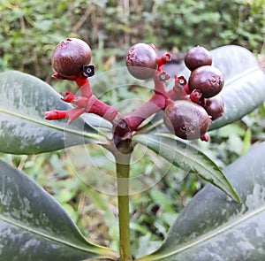 The plant of bedula decumbens