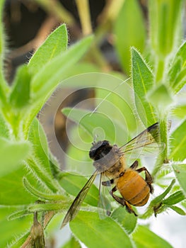 plant and bee