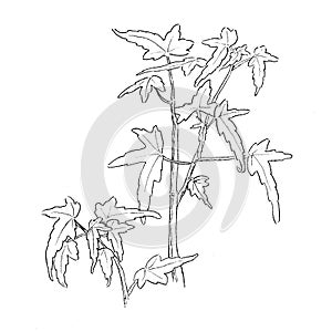 Plant Begonia botanical sketch on white background