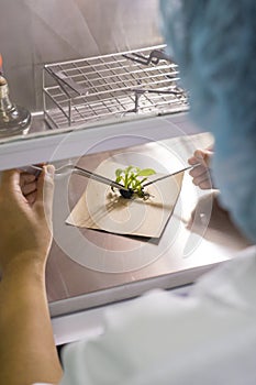 Plant being dissected in lab laboratory of plant tissue culture