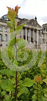Plant before the Berlin Bundestag