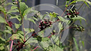 Plant with Berries Shakes As Though Animal Is Disturbing It