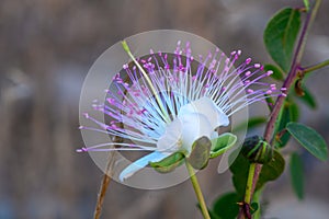 The plant is best known for the edible flower buds (capers). Beautiful details of a caper flower 1