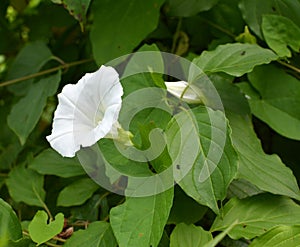 Calystegia sepium grows in the wild