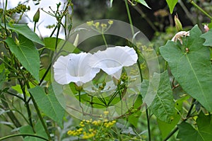 Calystegia sepium grows in the wild