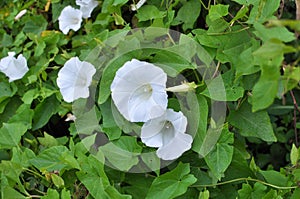 Calystegia sepium grows in the wild