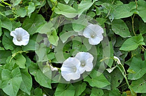 Calystegia sepium grows in the wild