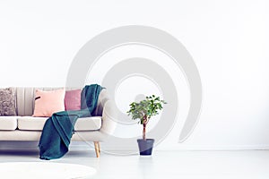 Plant in black pot next to beige couch with emerald green blanket and pink pillows, copy space on empty white wall