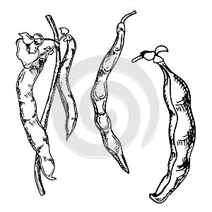 Plant black string bean vector illustration isolated on white. Violet beans pod ink hand drawn. Black Eyed peas. Legume