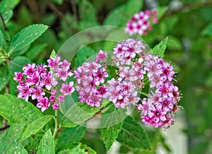 Plant blooming with small pink flowers