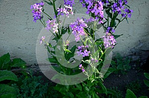 The plant blooms purple, smells sweet, one is a biennial to perennial herb with gray narrow leaves The pleasant aroma attracts mot