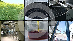 Plant blooms. seed oil biofuel production. Footage collage.