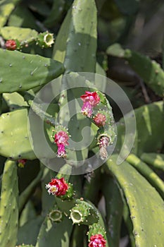 Plant in blossom of the cactus palma photo