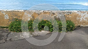 Plant blossoms and ocean