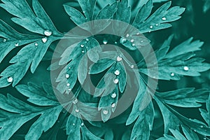 Plant blue-green lobed leaves with water drops, botanical dark background photo