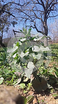 Plant and blue sky