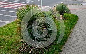 Plant bluish and very firm leaves, topped with a tip. This tree yucca grows to a heigh and is native to northern Mexico. rich rose photo