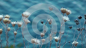 Plant and Blurry Sea Water