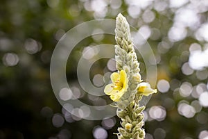 Plant bokeh out of focus