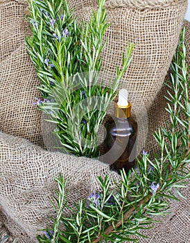 plant and bottle of Salvia rosmarinus oil from alternative natural organic farming with background in natural hemp cloth