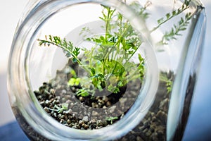 Plant in bottle , terrarium