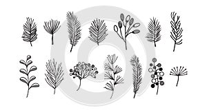 Plant branch and leaf icon, floral hand drawn vector set. Doodle vintage nature vector illustration